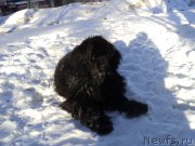 Превью фото № 176296