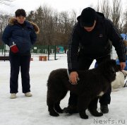 Превью фото № 176356