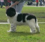 Превью фото № 17638