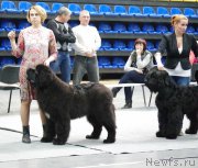 Превью фото № 176396