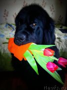 Превью фото № 176397