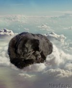 Превью фото № 176442