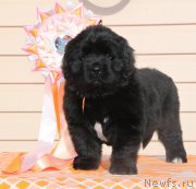 Превью фото № 176528