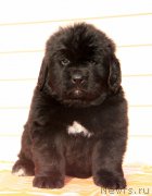 Превью фото № 176534