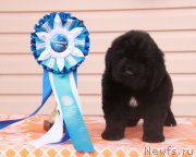 Превью фото № 176543