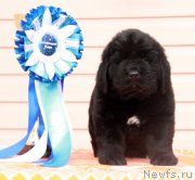 Превью фото № 176544