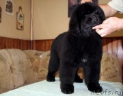 Превью фото № 176548