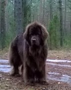 Превью фото № 176562