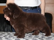 Превью фото № 176563