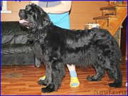 Превью фото № 176571