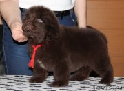 Превью фото № 176620