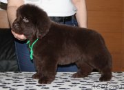 Превью фото № 176653