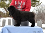 Превью фото № 176675