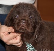 Превью фото № 176689