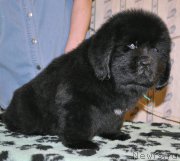 Превью фото № 176696