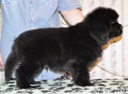 Превью фото № 176699