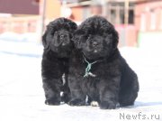 Превью фото № 176718