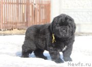 Превью фото № 176727