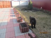 Превью фото № 176790