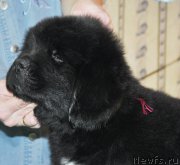 Превью фото № 176799