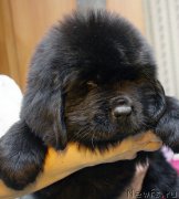 Превью фото № 176800