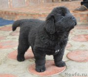 Превью фото № 176805