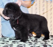 Превью фото № 176816