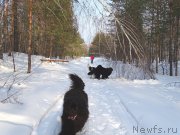 Превью фото № 176835