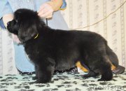 Превью фото № 176846