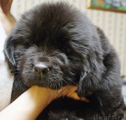 Превью фото № 176906