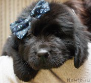 Превью фото № 176907