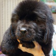 Превью фото № 176908