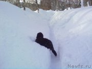 Превью фото № 176917