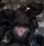 Превью фото № 176961