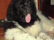 Превью фото № 176988