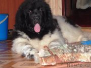 Превью фото № 176989