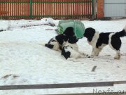 Превью фото № 177003