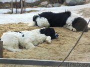 Превью фото № 177006