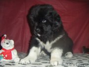 Превью фото № 177226