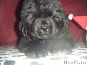 Превью фото № 177227