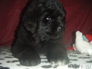 Превью фото № 177229