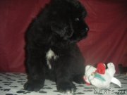 Превью фото № 177230