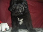 Превью фото № 177232