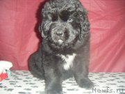 Превью фото № 177233