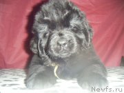 Превью фото № 177235