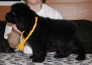 Превью фото № 177249