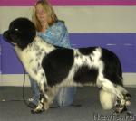 Превью фото № 17730