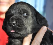 Превью фото № 177315