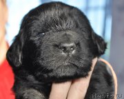 Превью фото № 177316