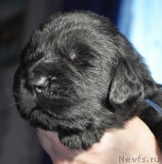 Превью фото № 177320